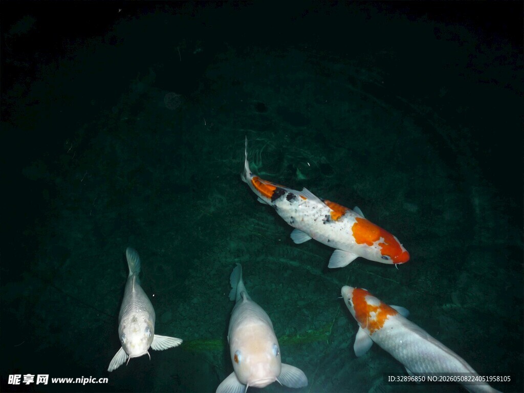 水中锦鲤悠游