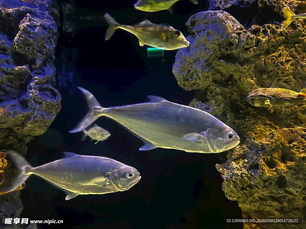 水族馆内游动的银色鱼类