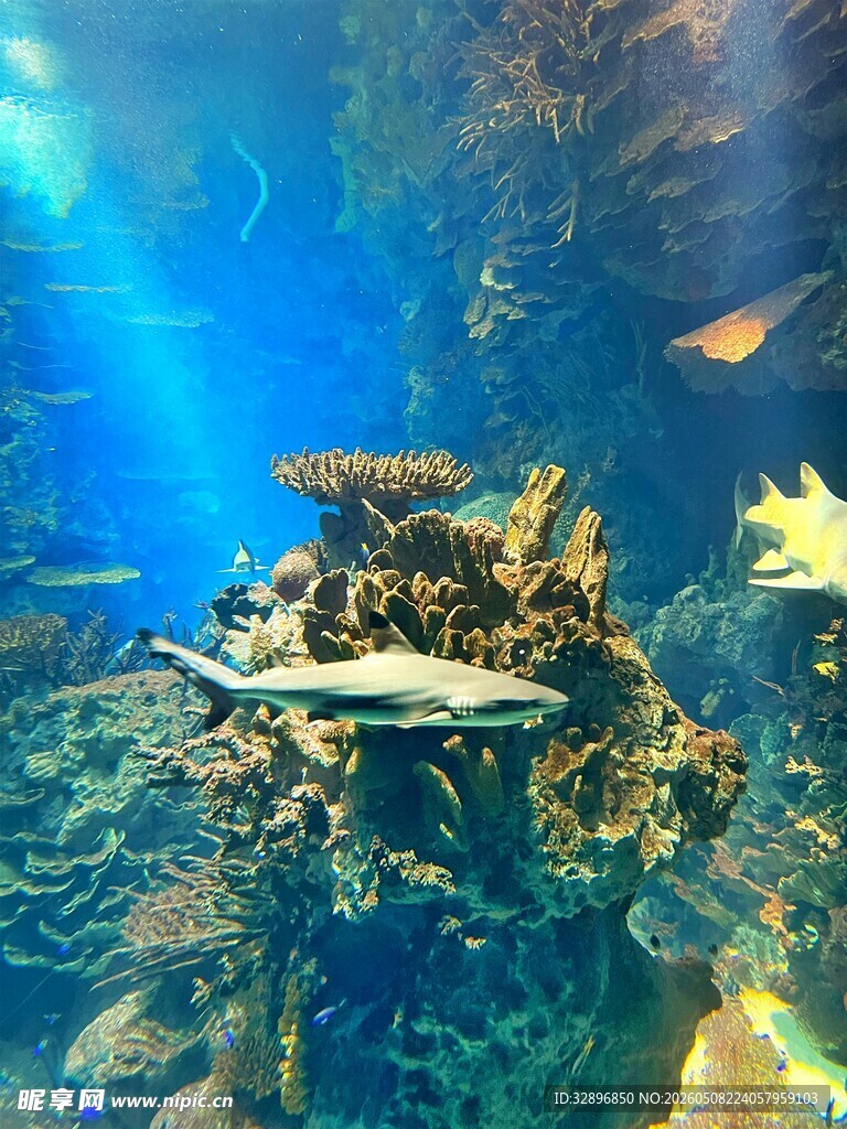 水族馆内游动的美丽鱼类