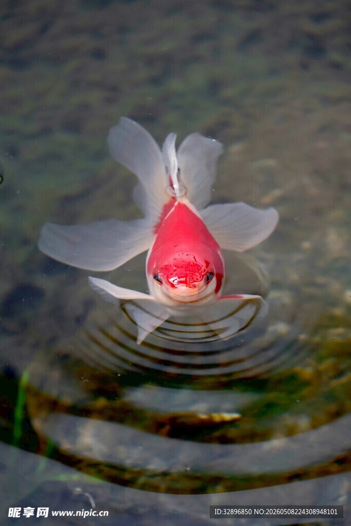 红金鱼水中悠然游动
