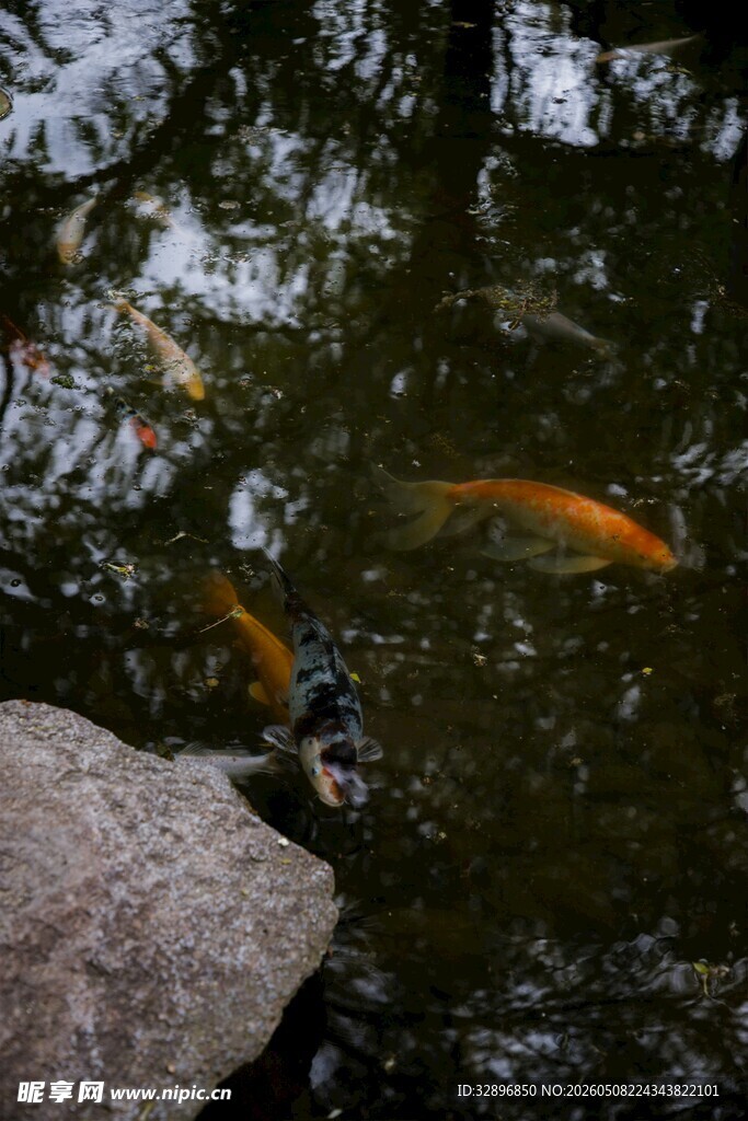 池塘中的游动锦鲤