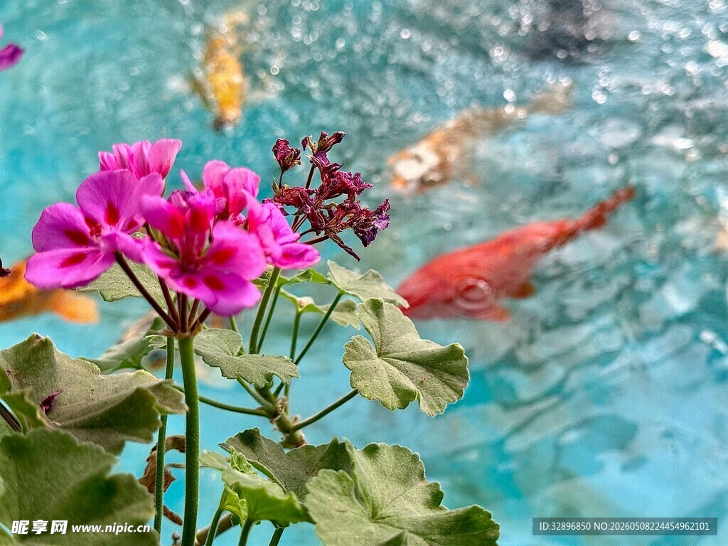 池边繁花与灵动锦鲤