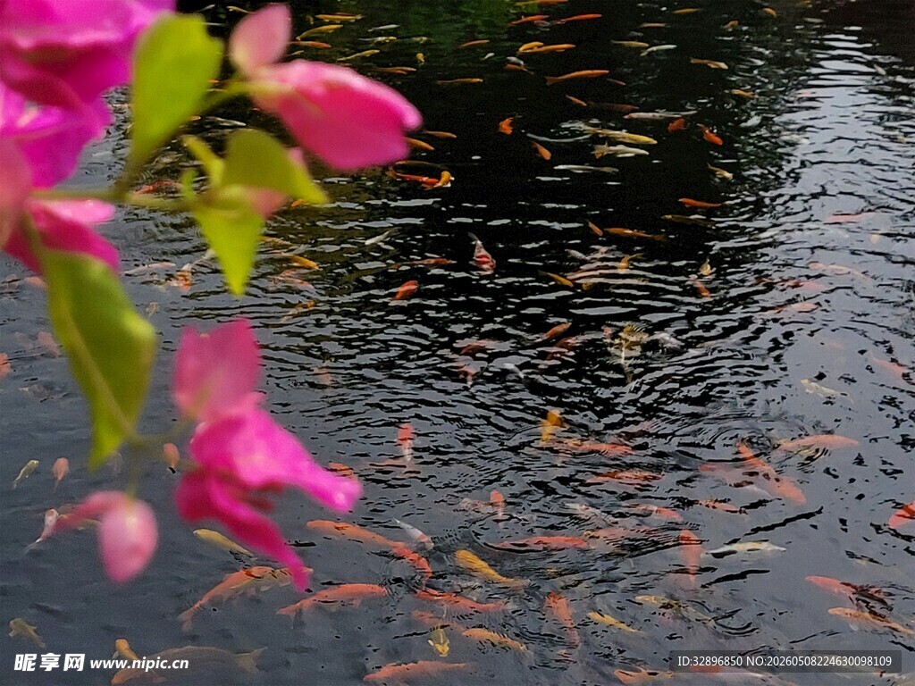 水中落花与游动金鱼画面