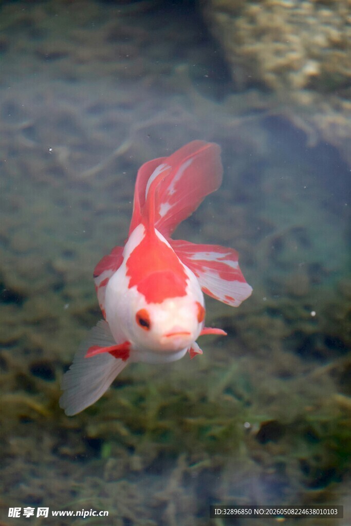 红白金鱼水中悠游