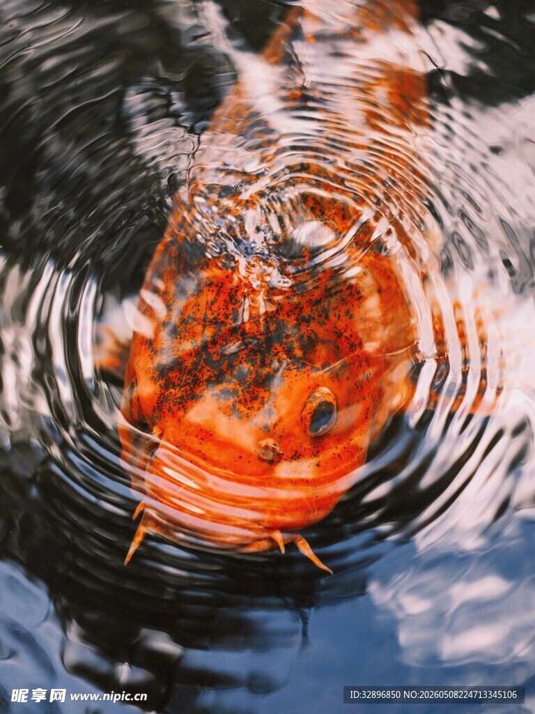 水中游动的艳丽金鱼