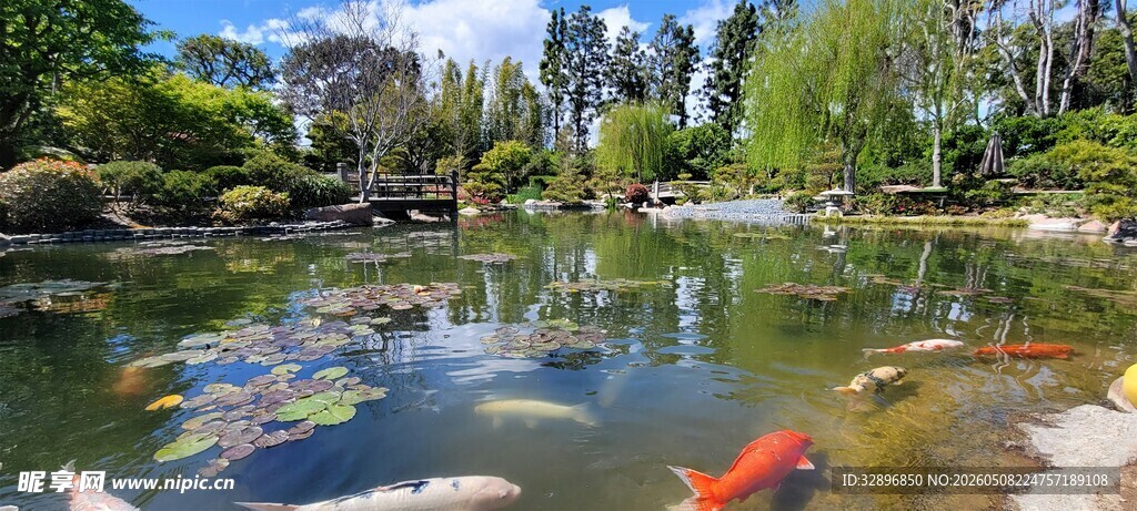 池塘锦鲤鱼景