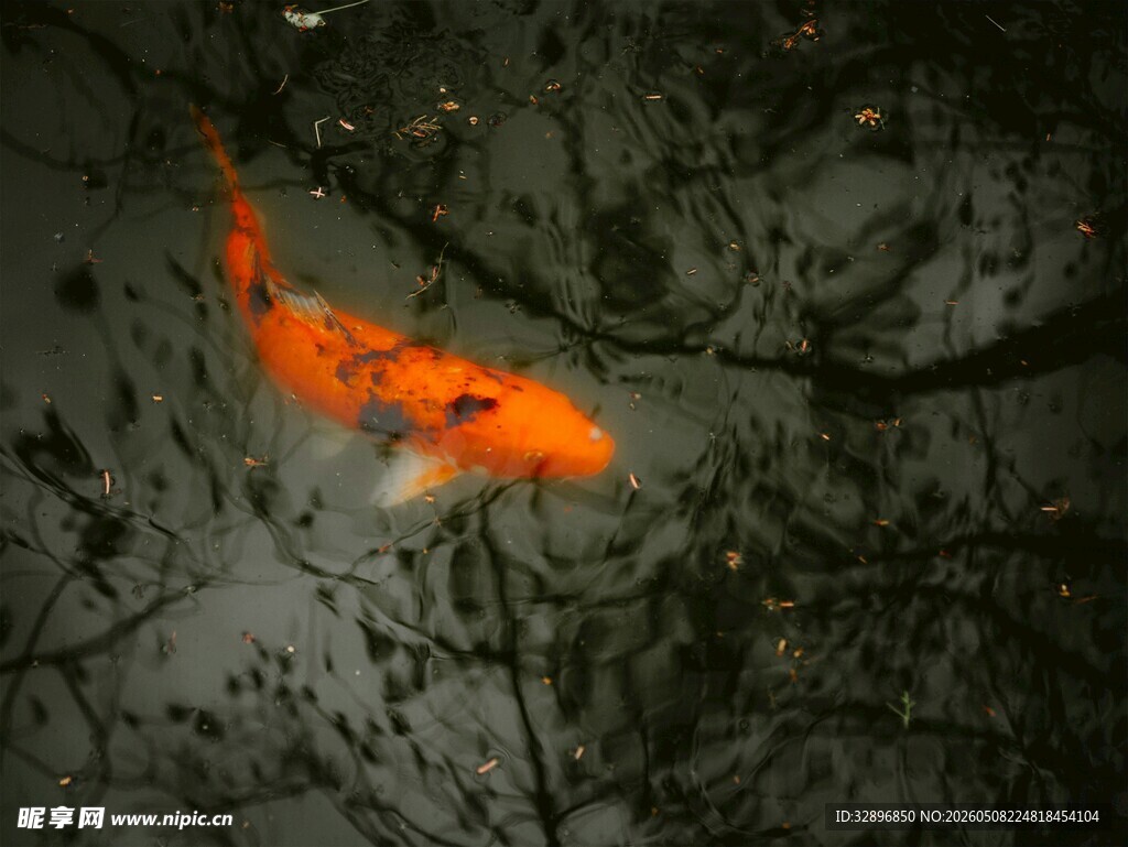 水中锦鲤游弋于倒影间