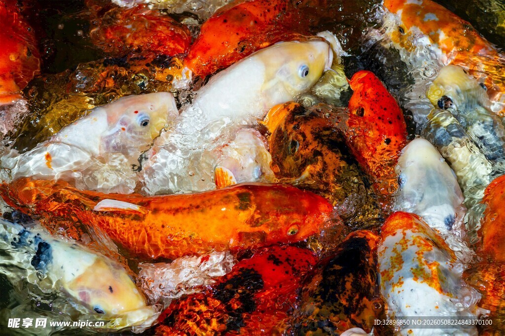 多彩锦鲤水中嬉戏