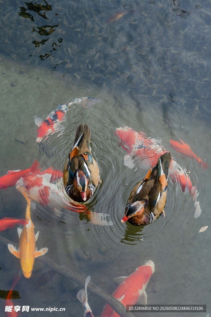 池塘中游动的锦鲤与鸳鸯