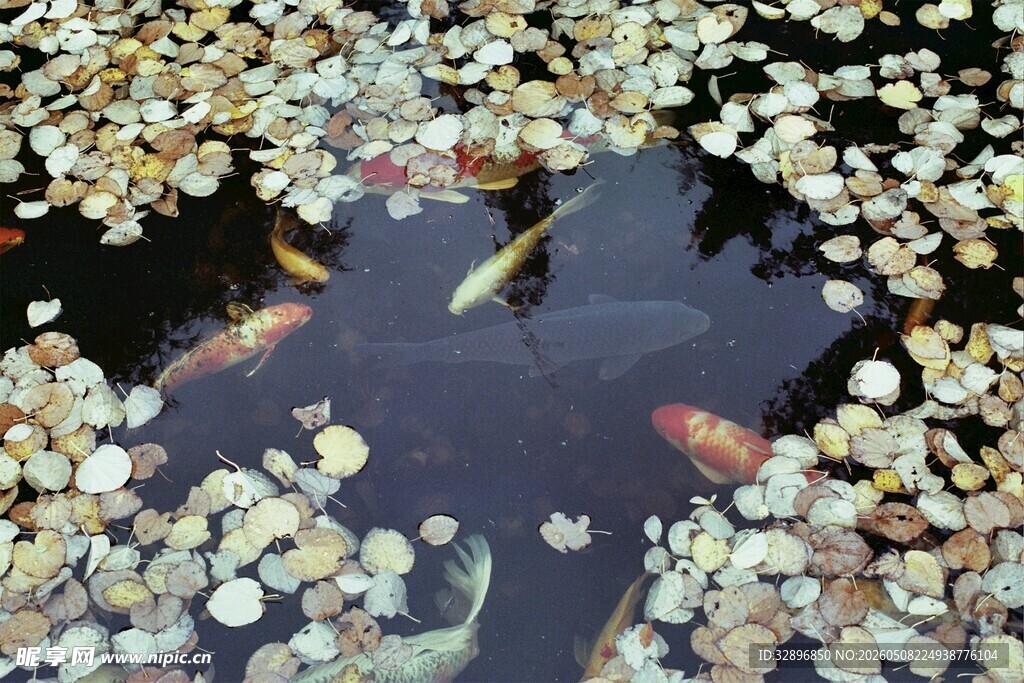 池塘锦鲤伴落花