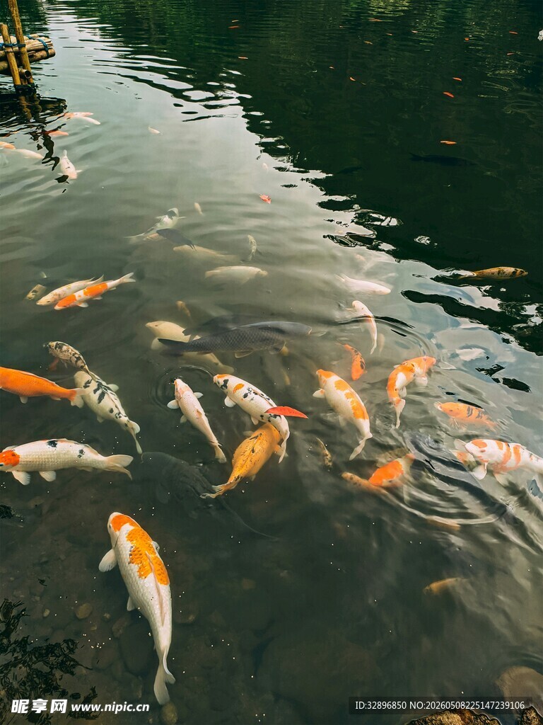 池塘中游动的多彩锦鲤