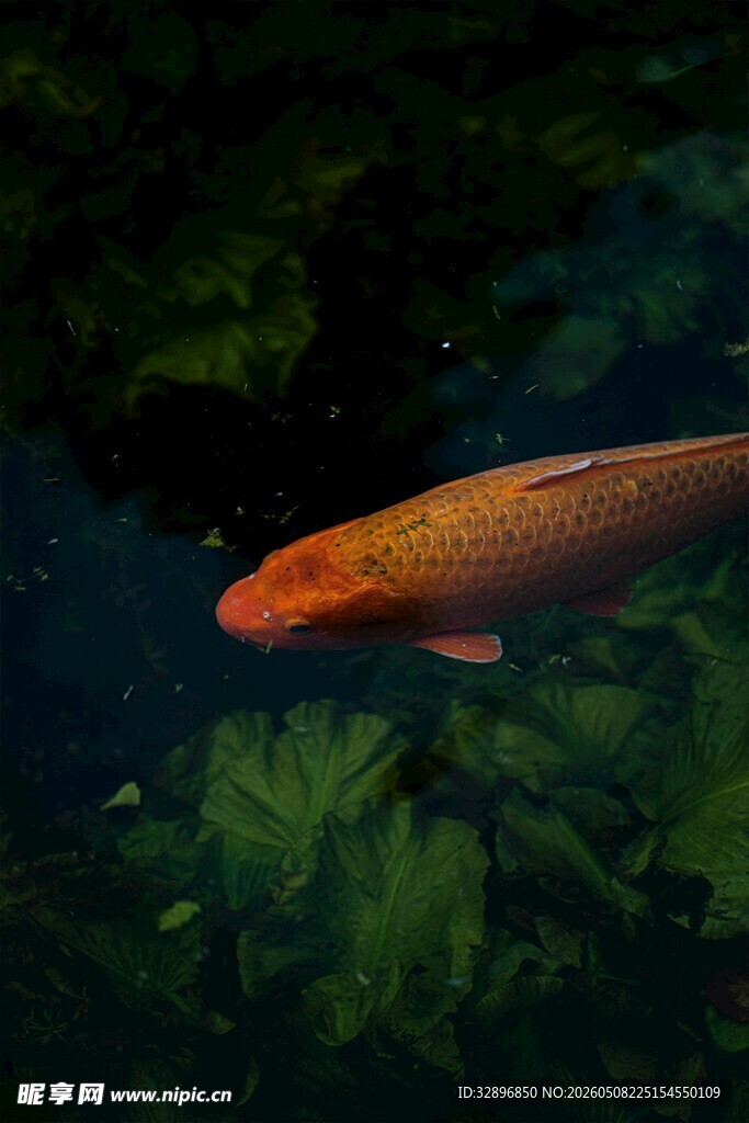 水中游弋的橙红色锦鲤