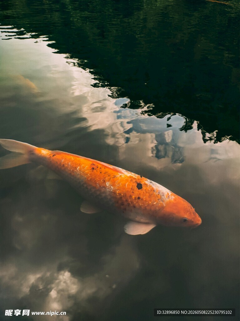 水中游弋的美丽橙色锦鲤