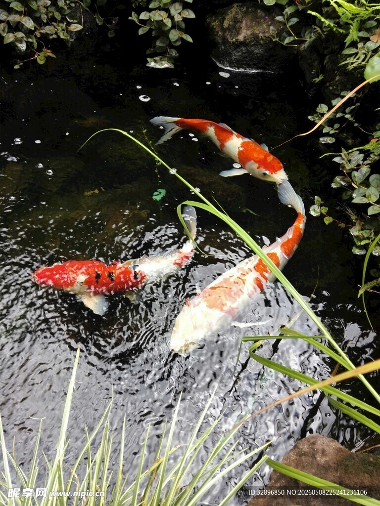 池塘中游动的色彩斑斓锦鲤
