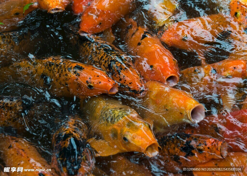 油炸小鱼