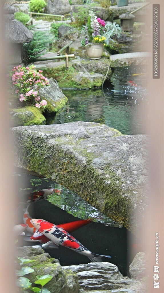 日式庭院锦鲤景观