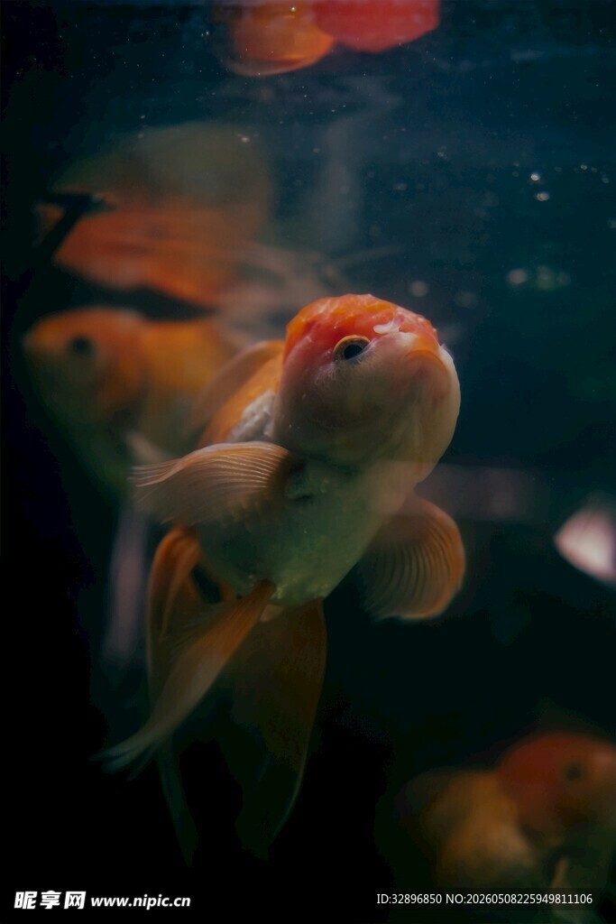 灵动金鱼水中游