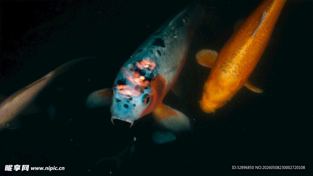 水中锦鲤灵动艳丽之美