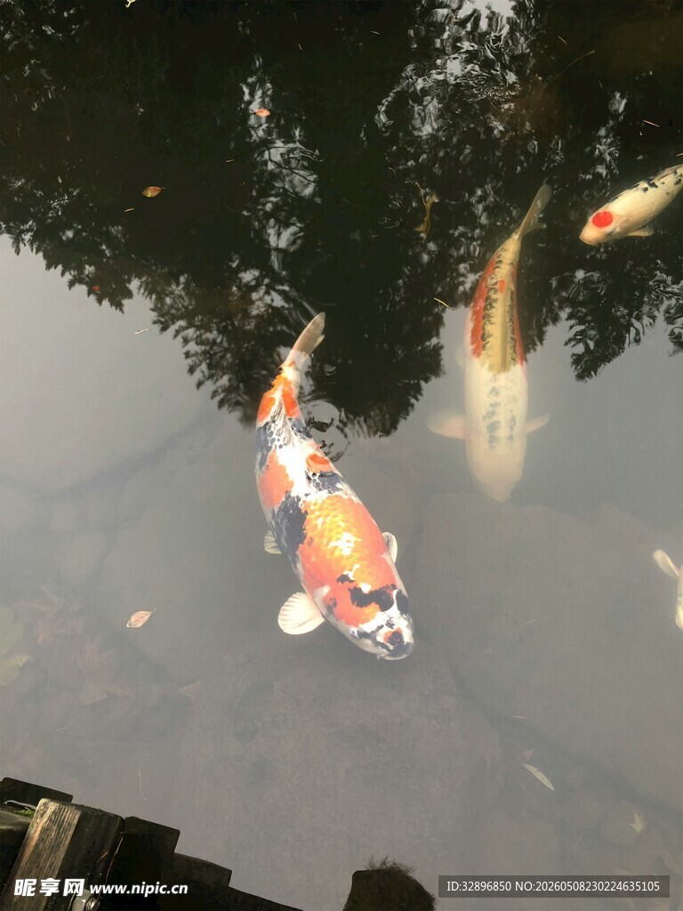池塘中游动的多彩锦鲤