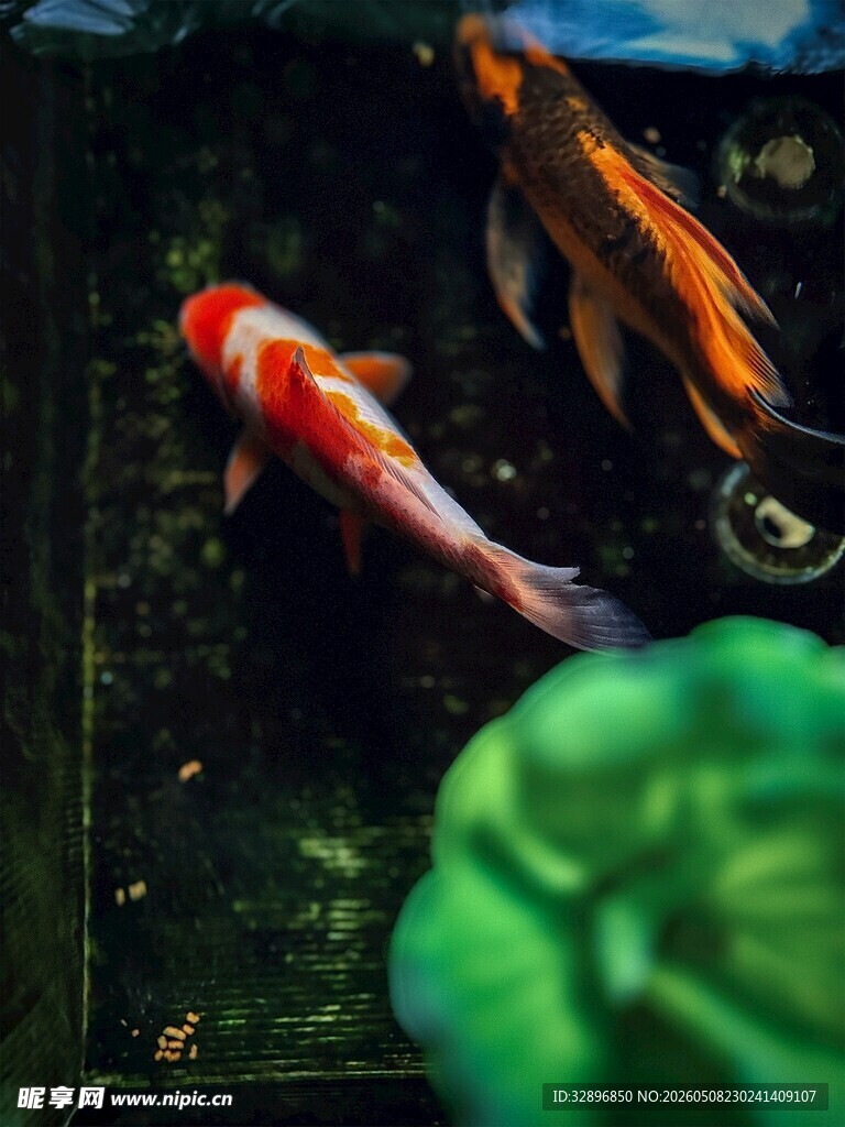 水中锦鲤灵动之美
