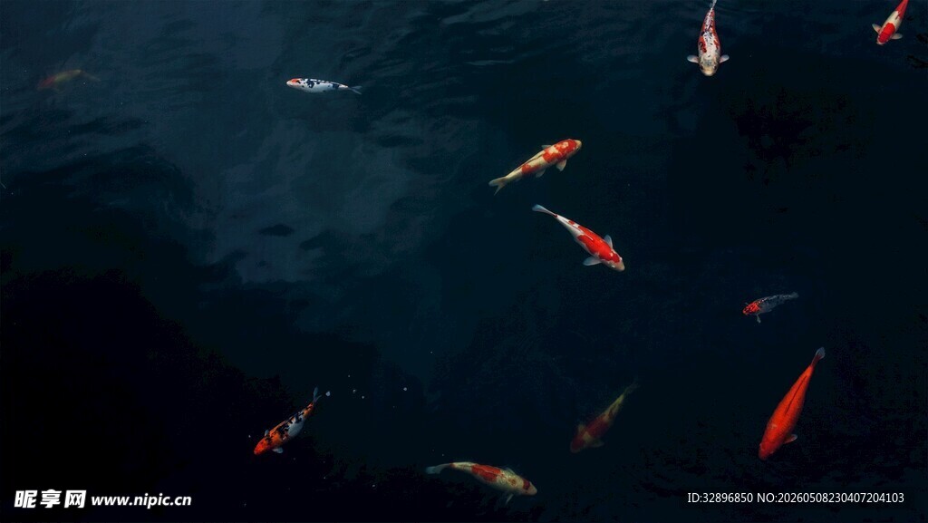 水中畅游的多彩金鱼