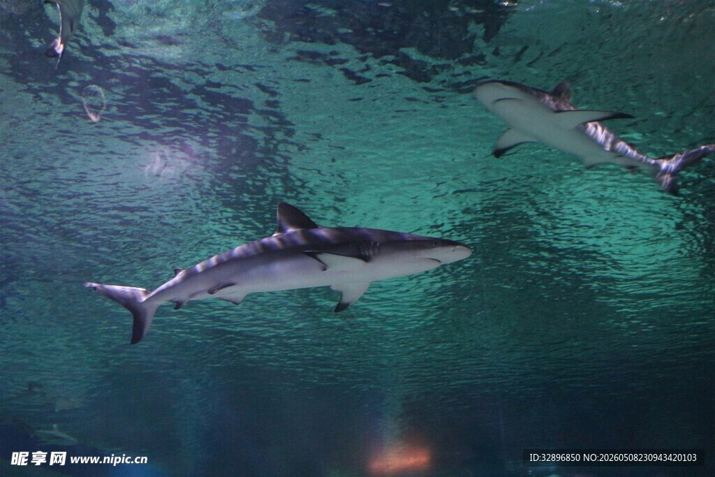 水族馆中畅游的鲨鱼