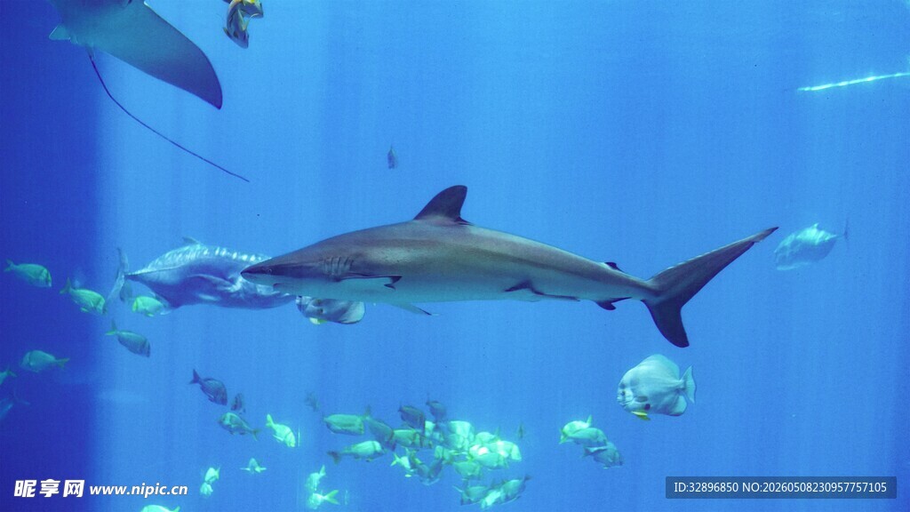 水族馆中畅游的鲨鱼