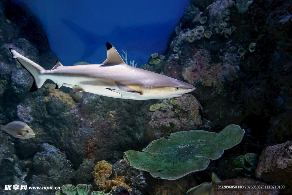 水族馆中的优雅鲨鱼