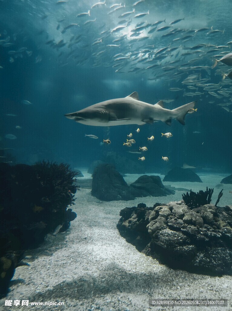 海底游弋的优雅海豚