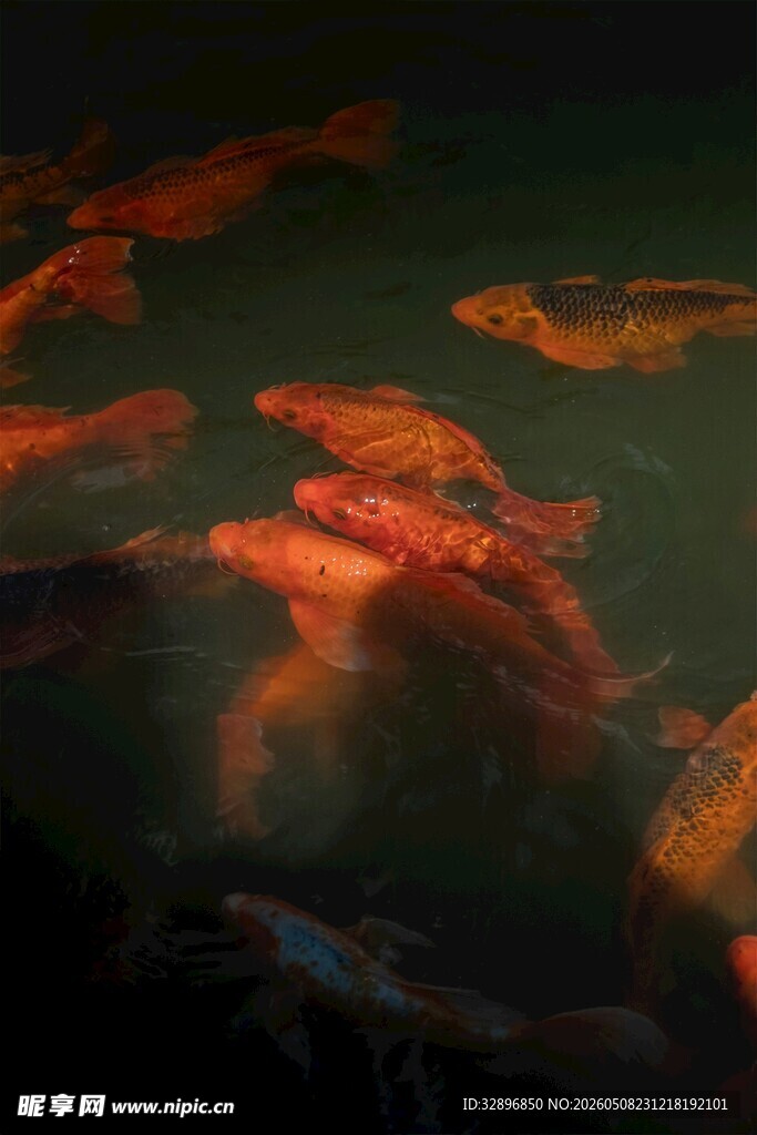 水中游动的多彩锦鲤