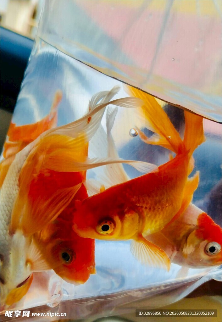 袋中金鱼灵动可爱