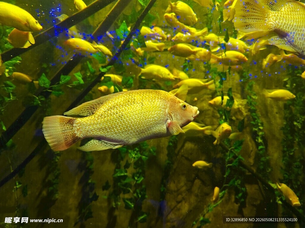 水族馆中游动的多彩鱼类