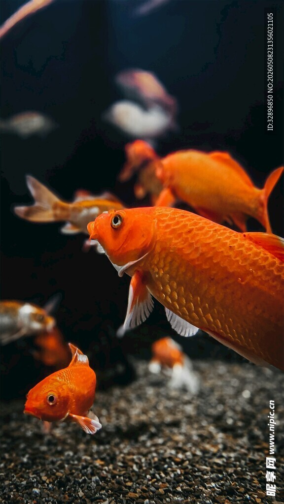 灵动金鱼在水族箱中游弋