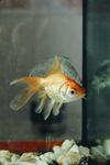 金鱼静栖于水族箱中