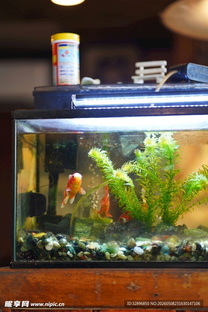 精致小型水族箱景观