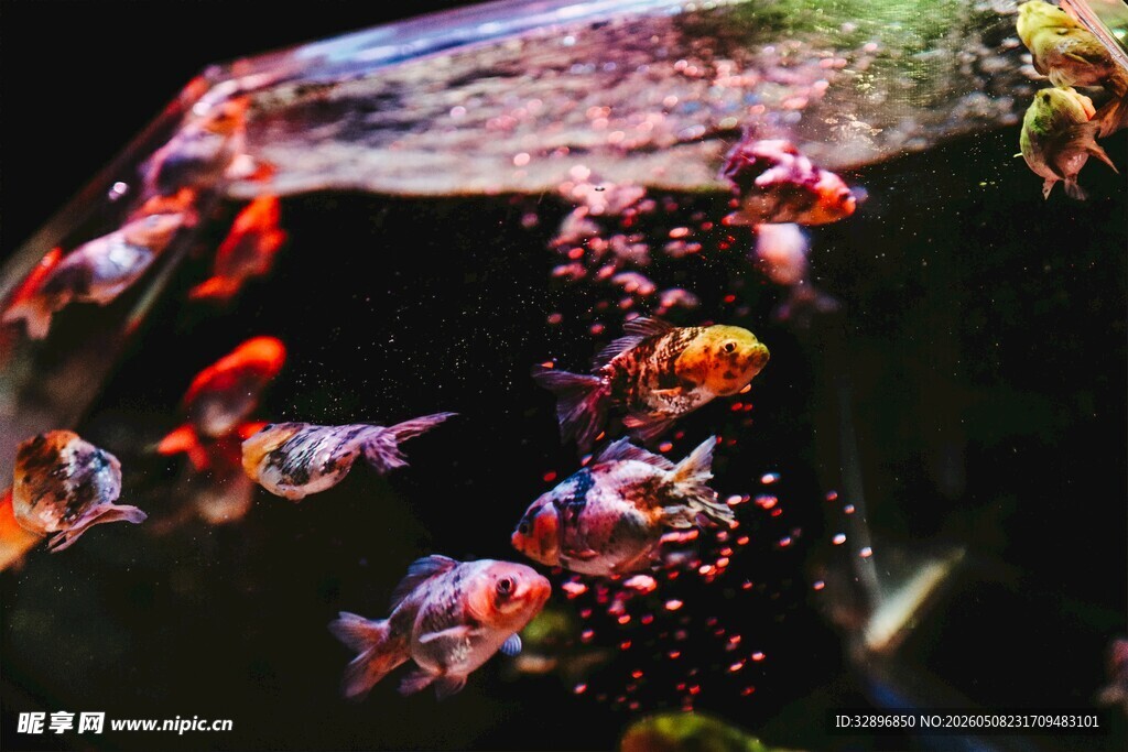 多彩热带鱼在水族箱中游弋