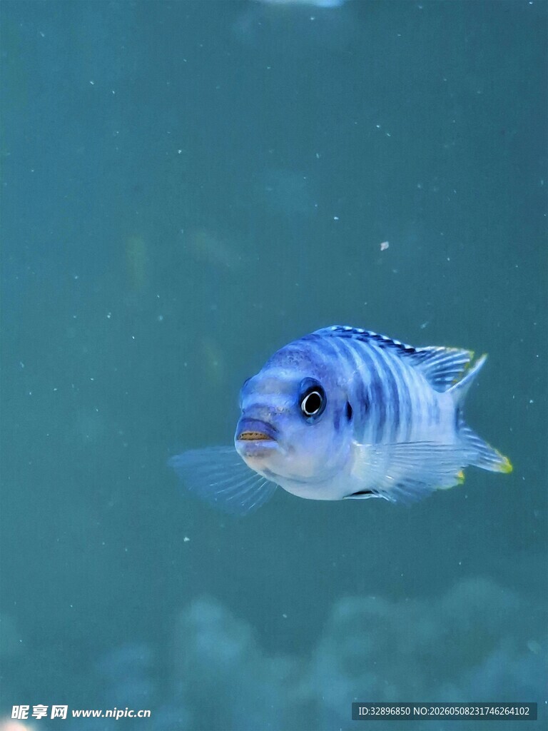 蓝色条纹小鱼游弋