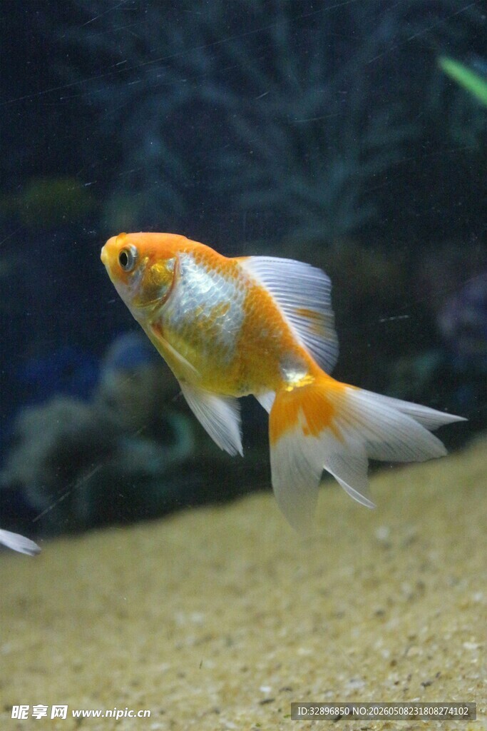 优雅金鱼在水中悠然游动