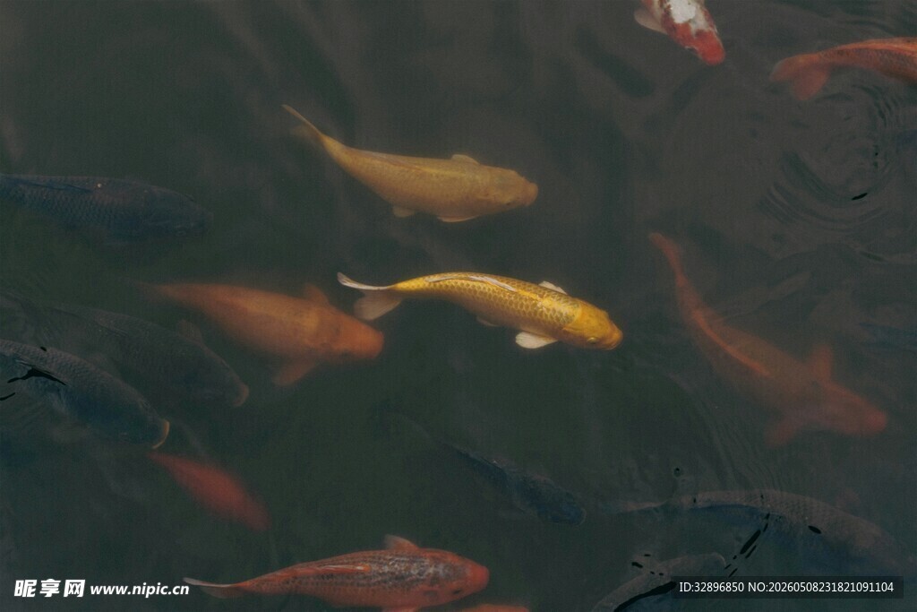 池塘中游动的多彩锦鲤