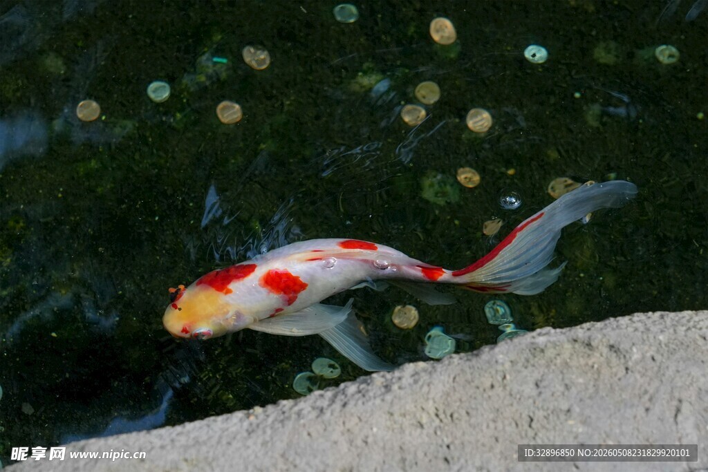 水中锦鲤悠游