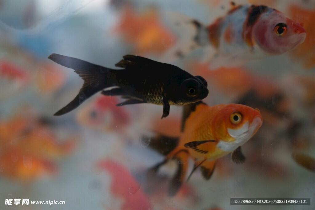 灵动金鱼水中游