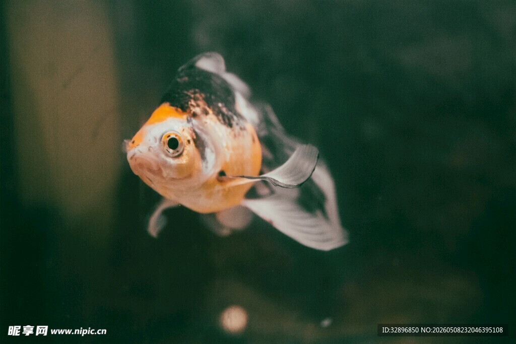 可爱金鱼特写