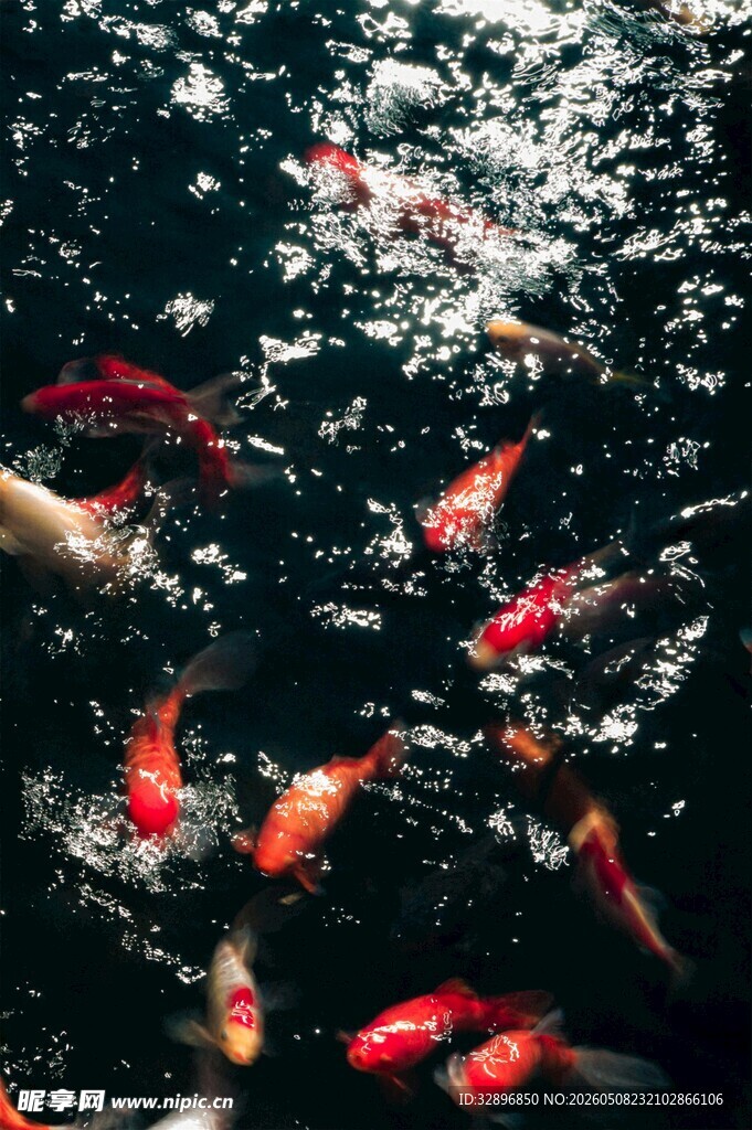 水中锦鲤嬉戏图