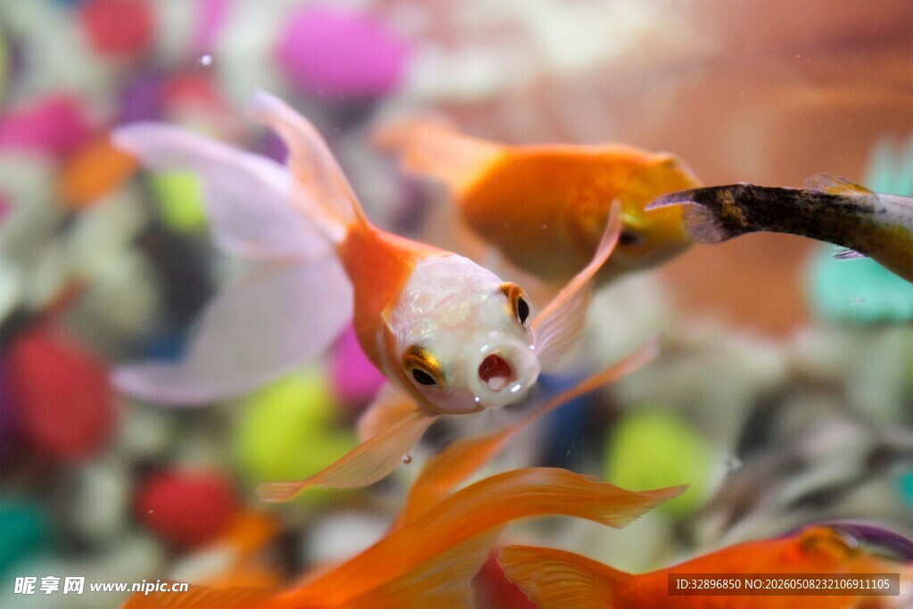 灵动金鱼在多彩水族世界