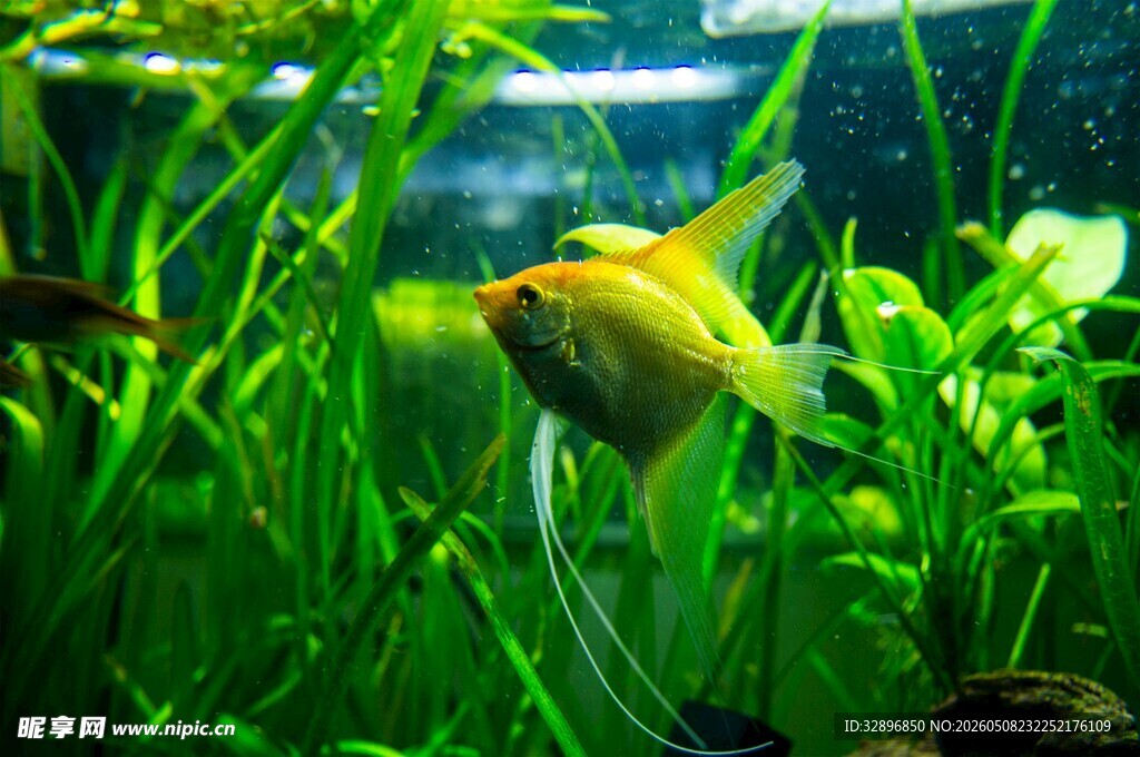 金鱼悠游于翠绿水草间