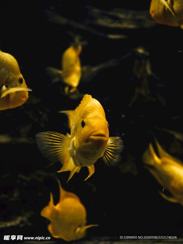 金黄观赏鱼群水中畅游
