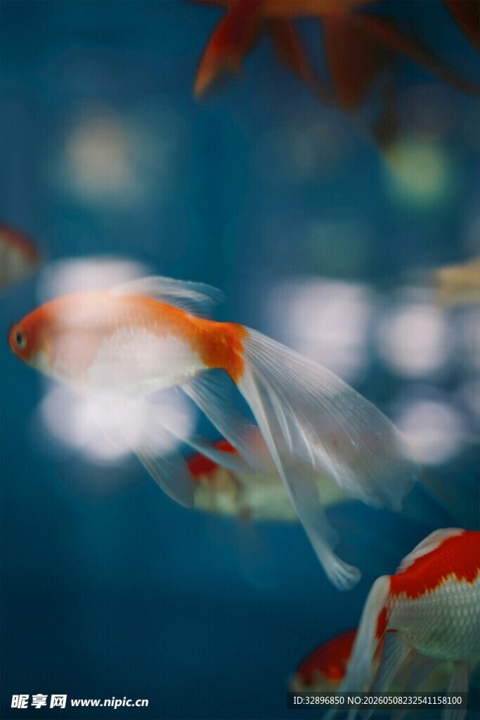 灵动金鱼在水中悠游