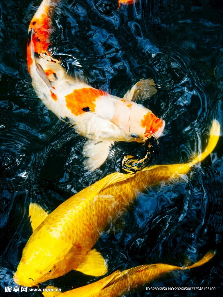 水中锦鲤悠然畅游