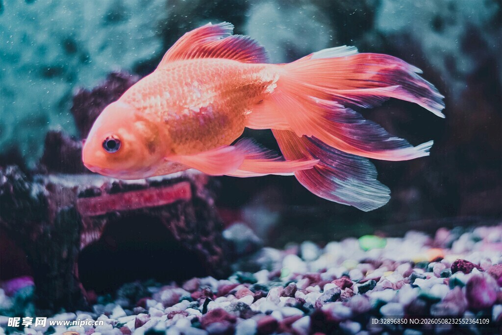 优雅金鱼在多彩水底游动