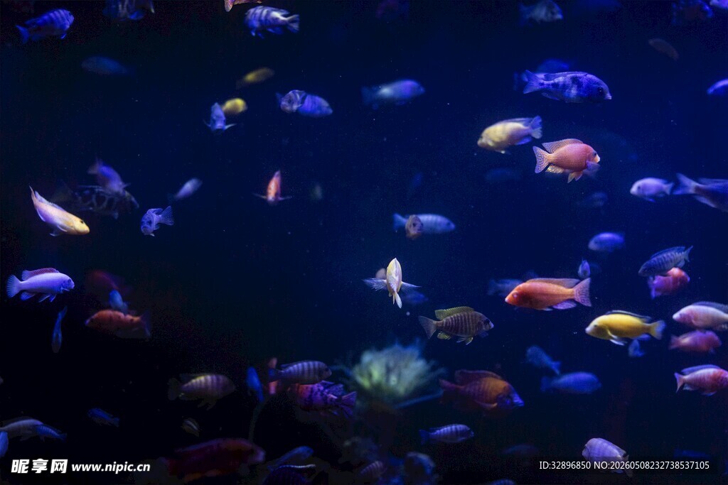 多彩海洋鱼群畅游画面